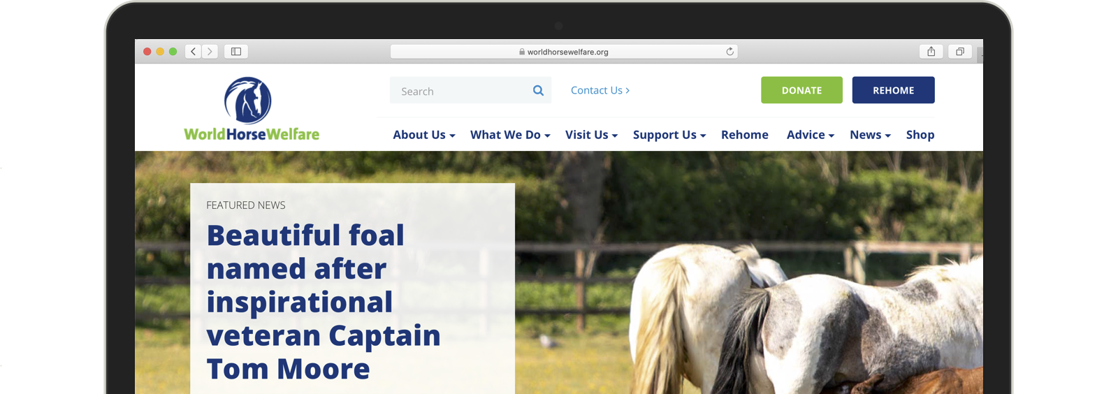 Lead developer for the World Horse Welfare website